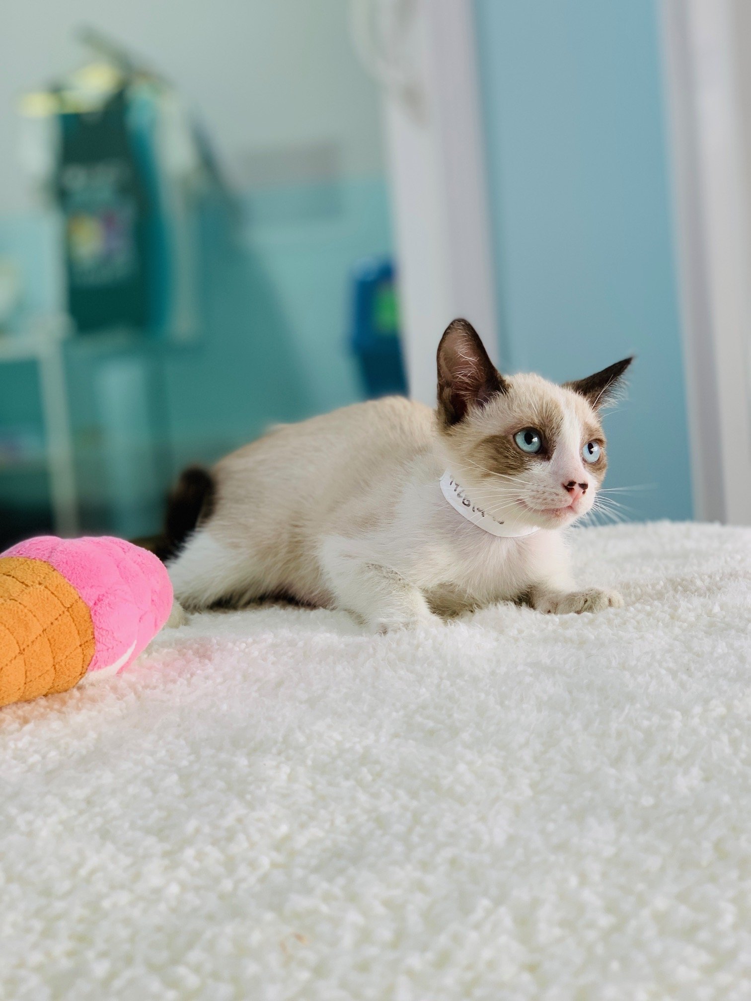 Adorable adoptable cat at Hawaiian Humane Society waiting for a loving forever home in Hawaii