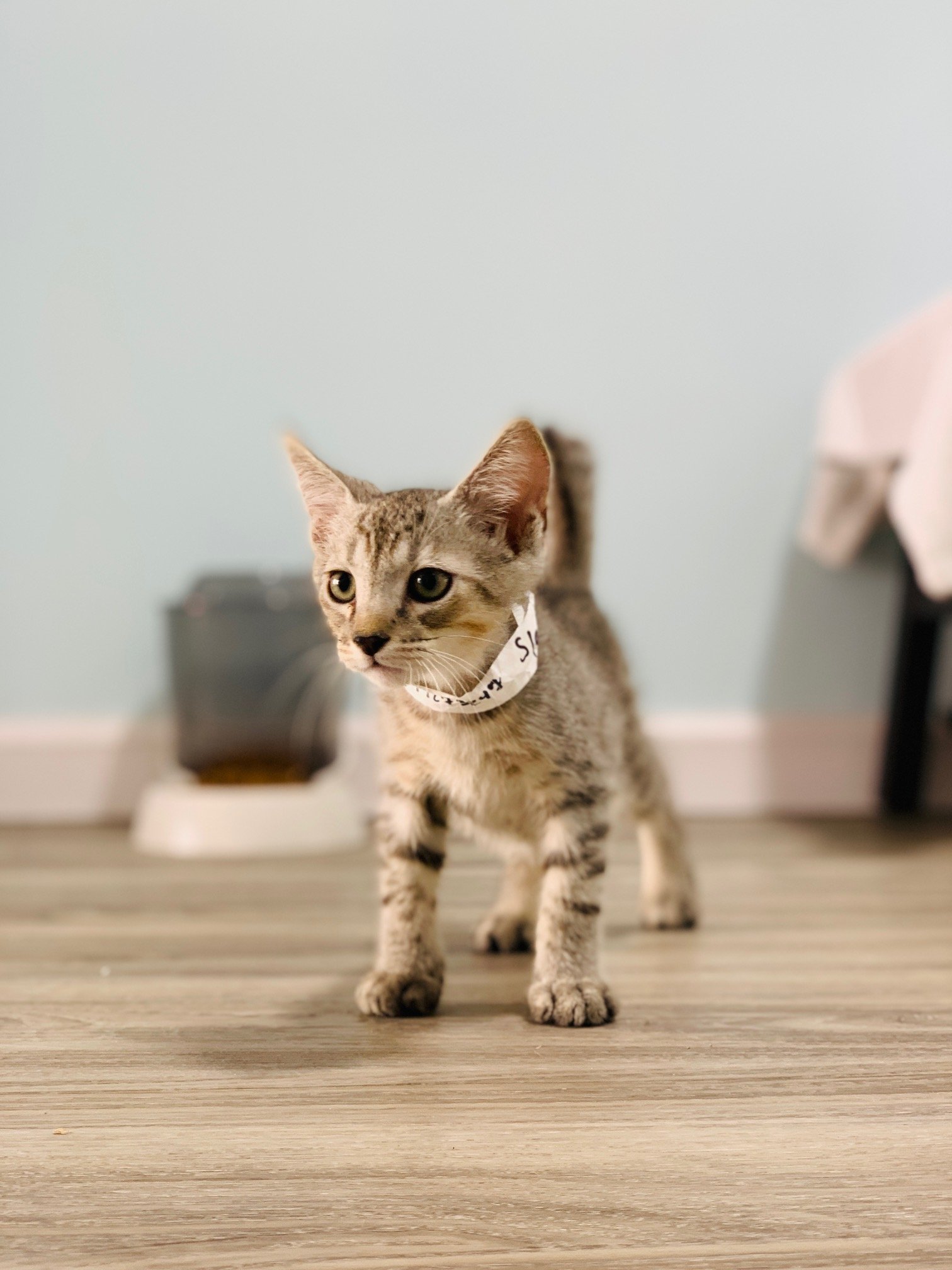 Rescued cats and kittens available for adoption through Hawaiian Humane Society cat adoption program in Hawaii