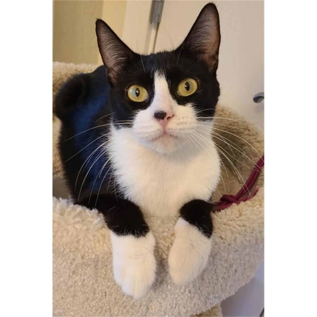 Cute kitten available for adoption in Santa Rosa California through a local cat rescue organization similar to Cat People of Hawaii