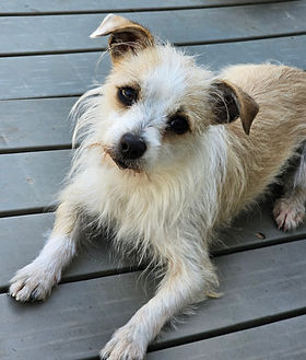 Animal rescue organization helping dogs and cats find forever homes through adoption events and foster programs in California