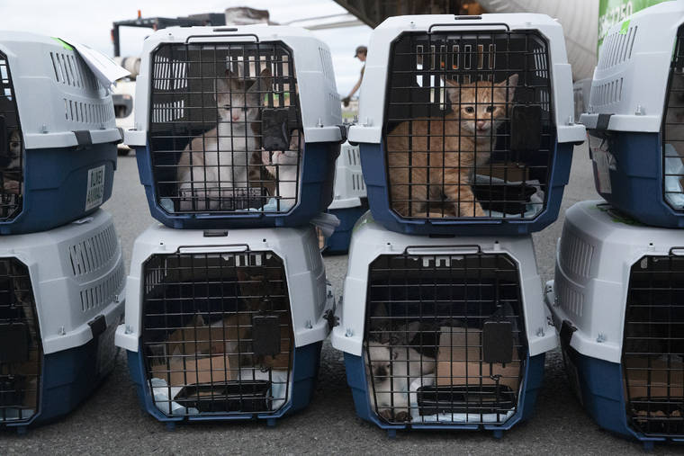 Animal rescue volunteers in Hawaii helping pets find loving homes through foster care and adoption programs on Oahu